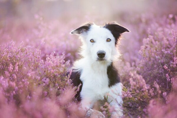 Perro en un hermoso campo de verano