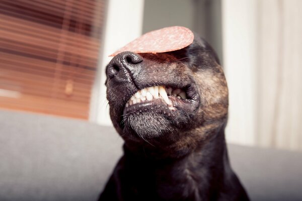 Le chien se tortille le visage à cause du fait qu il y a une saucisse