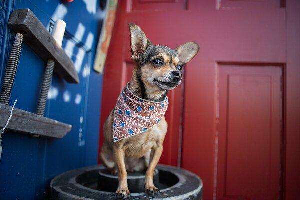 Chien en bandana. Un regard fidèle