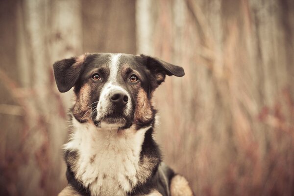 Chien triste sur fond flou