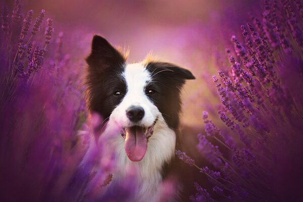 Perro border Collie en lavanda