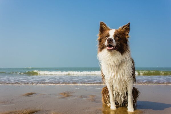Мокрый пёс на берегу моря