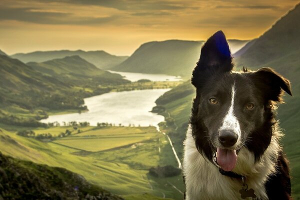 Der Blick eines niedlichen Hundes vor dem Hintergrund einer schönen Landschaft