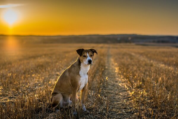 Vista del cane da campo serale