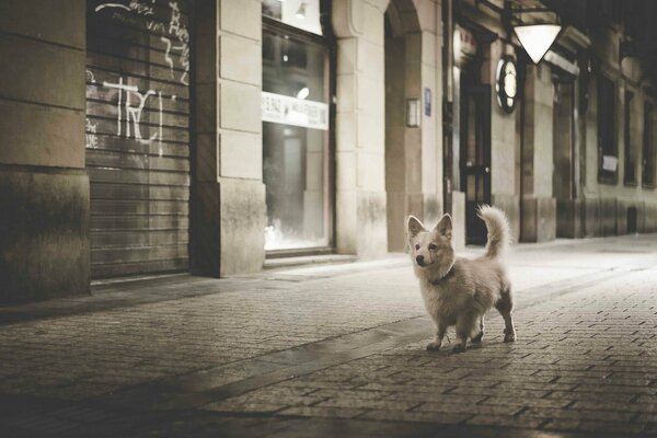 Perro camina por el puente de la ciudad nocturna