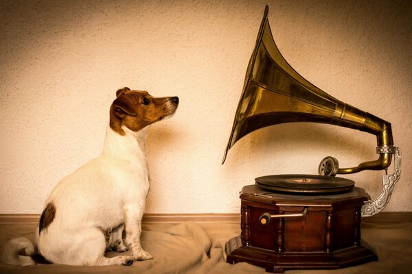 Jack Russell Terrier at the gramophone