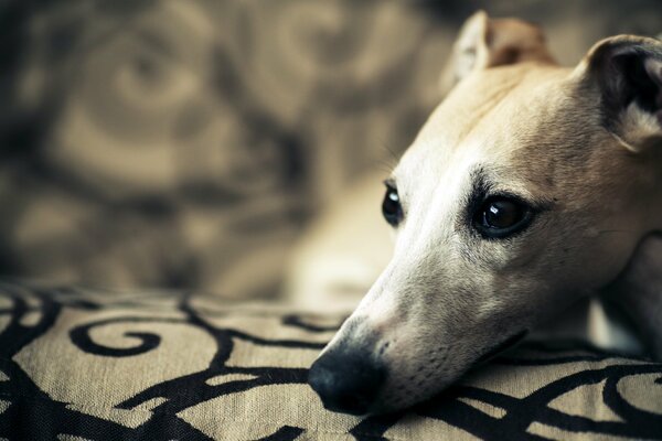 Chien avec un regard dévoué se trouve sur l oreiller, gros plan de la photo