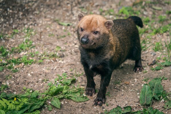 Bush dog - predatory flying