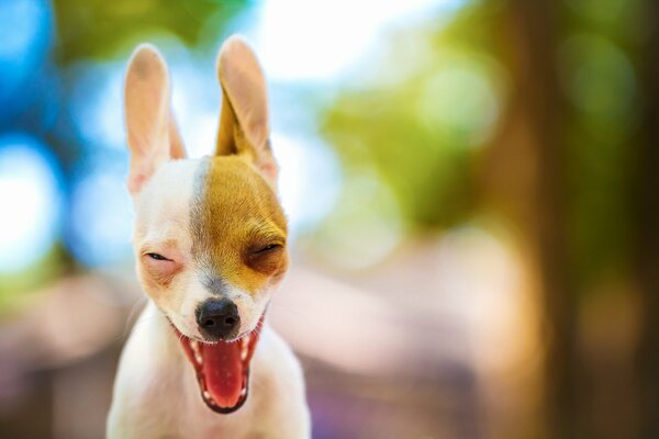 Il cane sorridente è il migliore amico