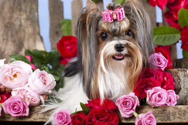 A small fluffy dog with a bow among roses