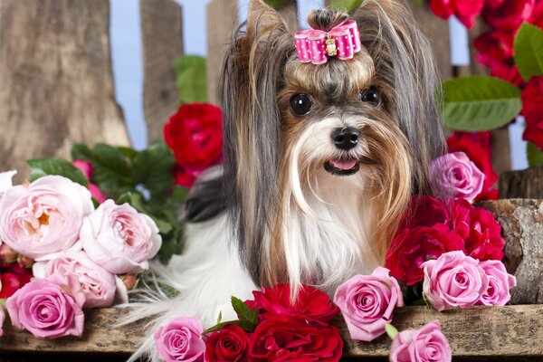 Petit chien moelleux avec un arc parmi les roses