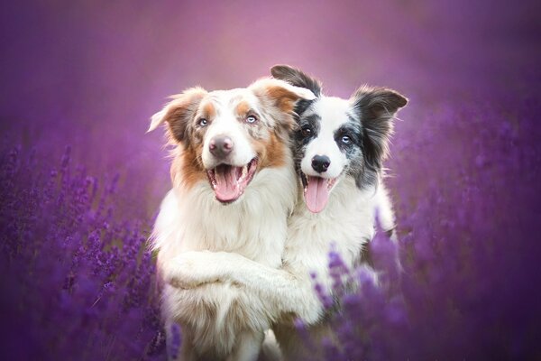 Border collie in lavender flowers