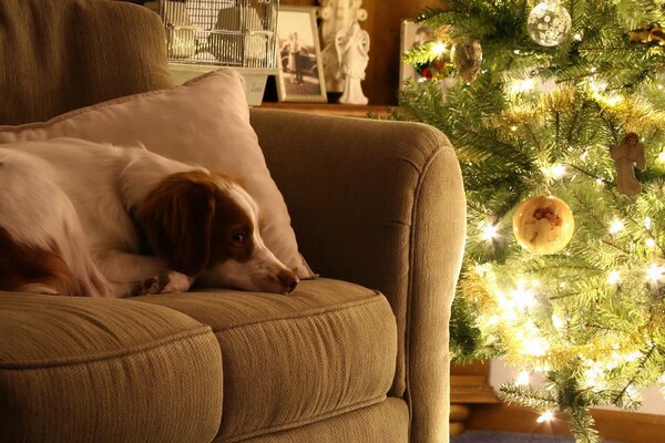 Cane che guarda le luci di Capodanno sdraiato sul divano