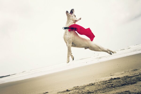 Dog in flight, great jump