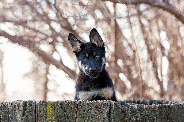 The dog looks over the fence with his ears raised