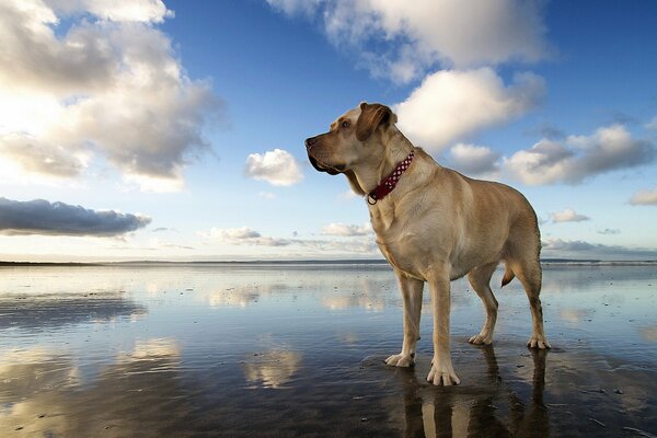 The look of a dog against the background of the sky and the river