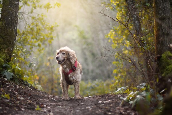 Chien sur le chemin dans le lechu au soleil