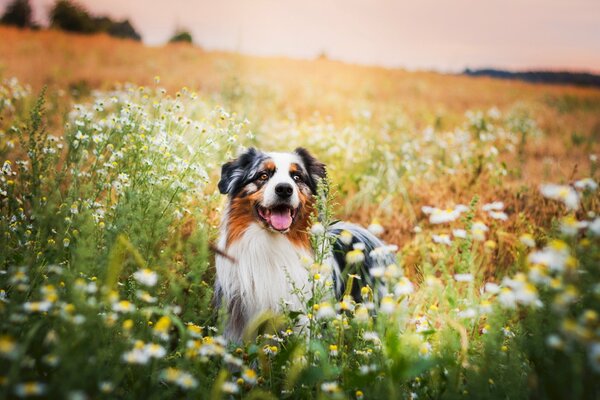 Der Hund auf dem Blumenfeld schaut begeistert nach vorne