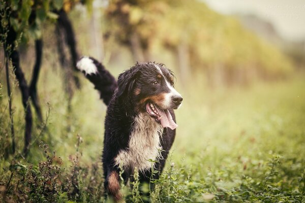 Amico dell uomo in una radura verde in estate