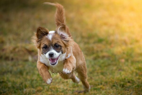 La mirada alegre de un perro corriendo