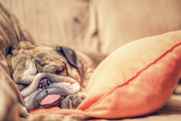 El perro y la comodidad del hogar. Duerme Dulcemente