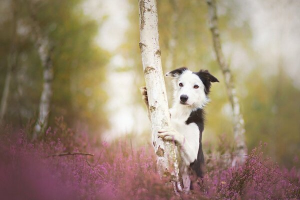 Border Collie abraza el árbol