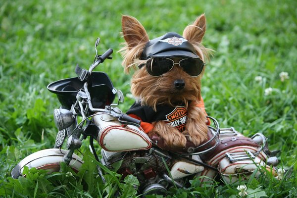 Yorkshire terrier in berretto e occhiali vicino a una motocicletta giocattolo harley-devidsonsu un prato nell erba