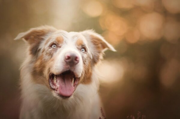 Chien mignon avec la langue penchée