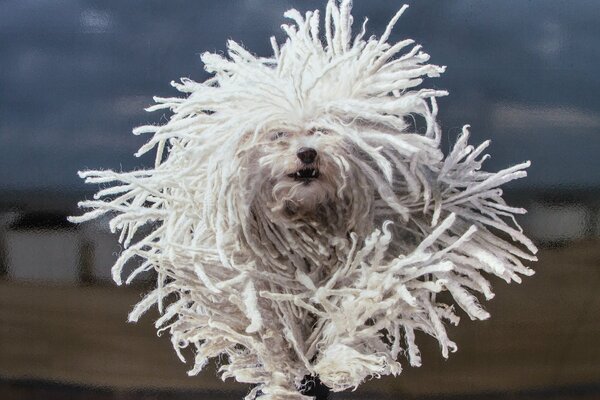 Ein zotteliger havaneser Bichon läuft