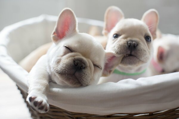 Chiots en peluche couché dans le panier