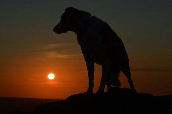 Silueta de perro nítida al atardecer