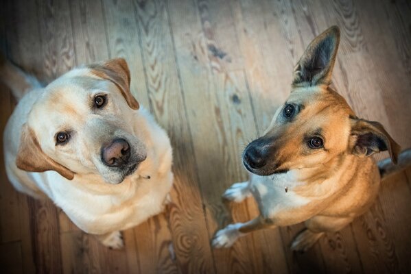 Two dogs looking into the frame on the background of a wooden floor