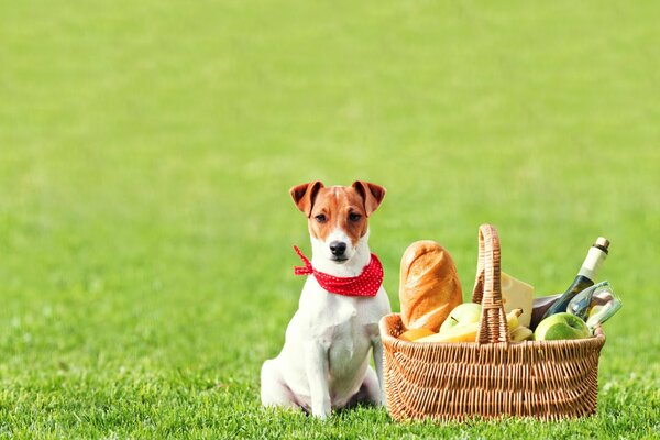 The dog is sitting on the grass next to a basket of food