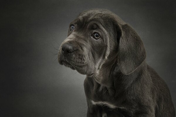 Photo-portrait d un chien parodia Cane-Corso de couleur fumée sur fond gris