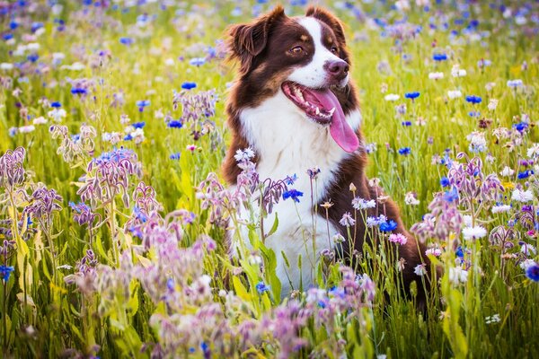 Fröhlicher australischer Schäferhund auf einer Wiese in Blumen