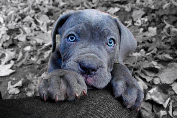 Ein Welpe der Rasse Cane Corso mit blauen Augen