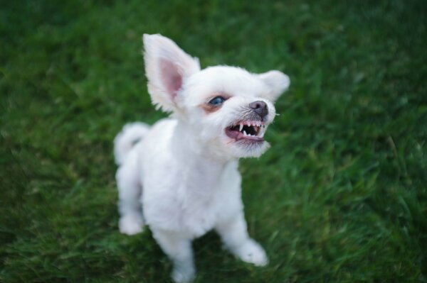 Chiot mignon peut se défendre