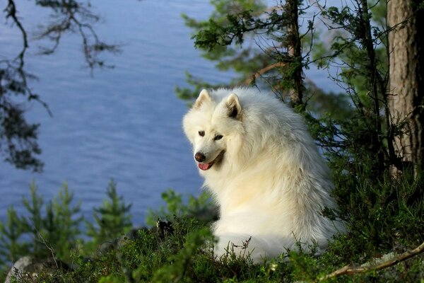 Samoyed nad rzeką