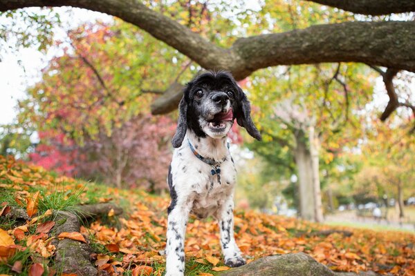 A dog in a beautiful autumn park