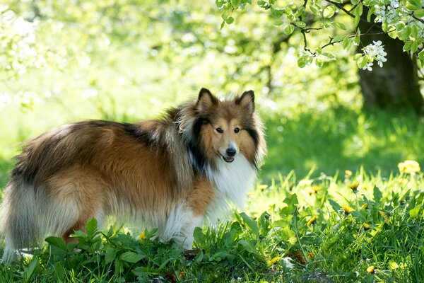 Collie dog walks in the woods