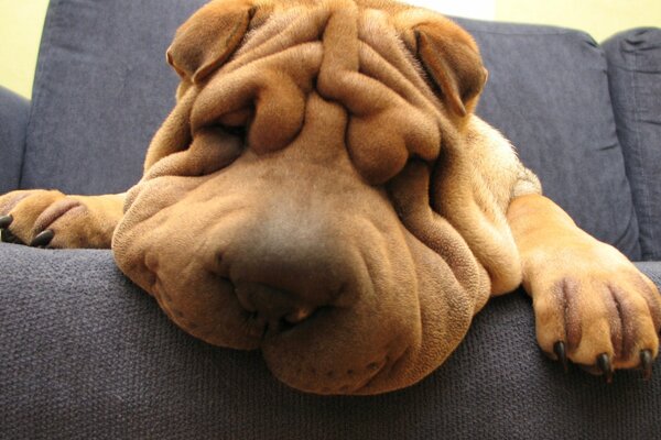 Dormir sur le canapé Shar Pei