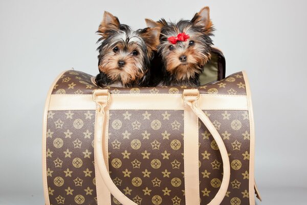 Terrier puppies in a louis vuitton bag