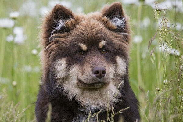 La mirada estricta del perro contra el fondo de la hierba