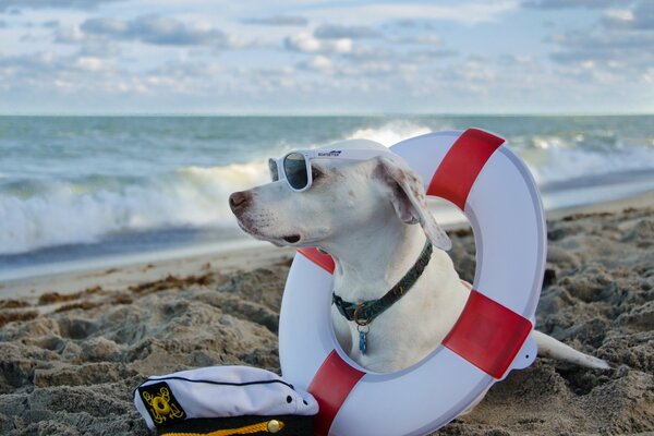 Perro con gafas en el mar