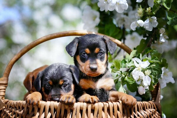 Взгляд милых щенков находящихся в корзинке