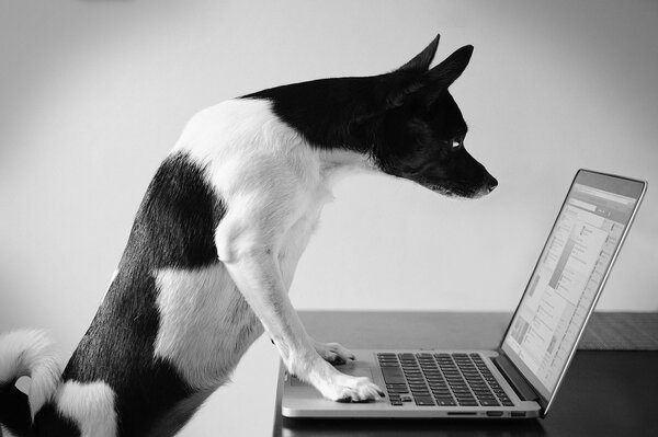 El perro de negocios que se sienta detrás de una computadora portátil