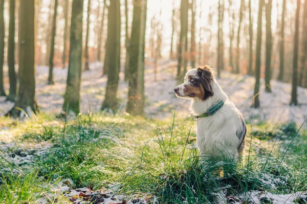 Pensive doggie on forest moss