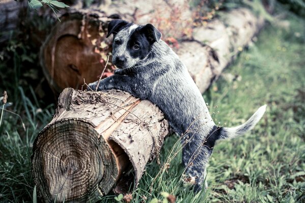 Perro en el bosque se sube a un tronco