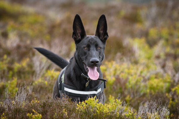 Sheepdog with big ears and protruding tongue