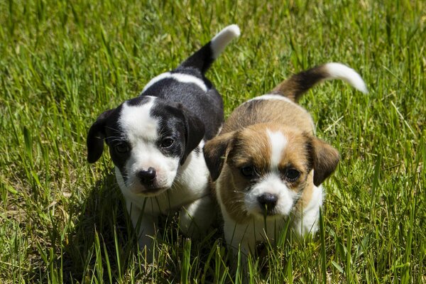 Süße Babys gehen auf dem Gras spazieren